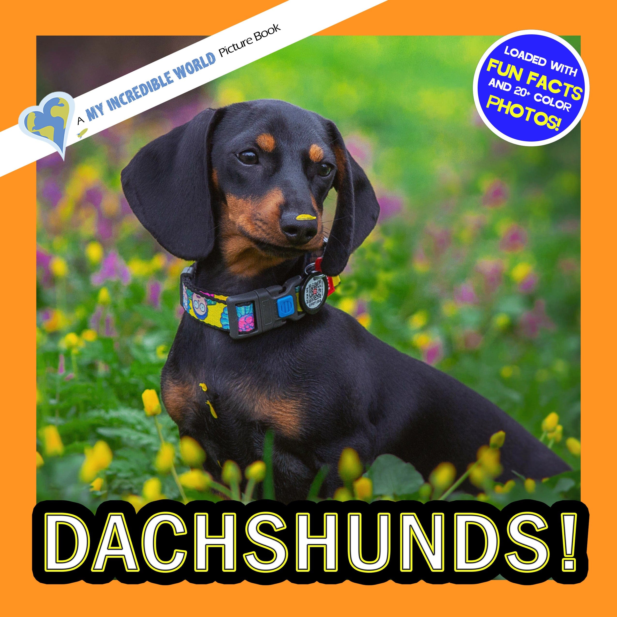 Dachshunds! A My Incredible World Picture Book for Children